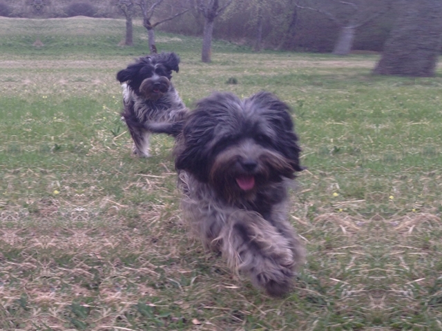 Gina & Milly in Action